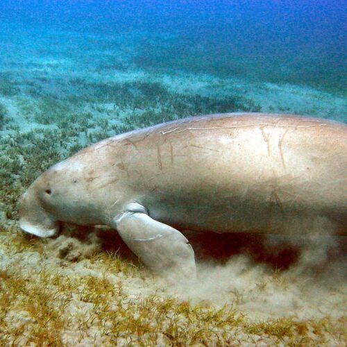 Dugongs