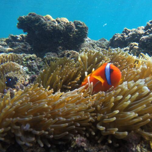 GBR_SGBR_2015_Ben Andryc_Great Eight_Clownfish In Anemone sml