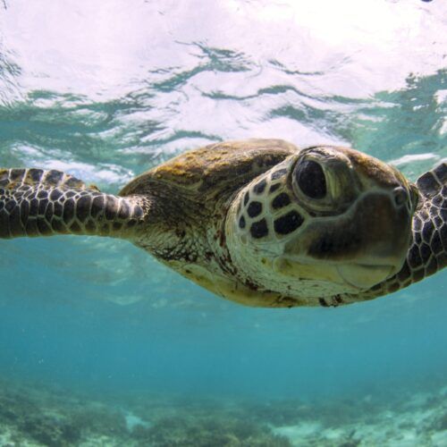 Turtle Encounters, Queensland