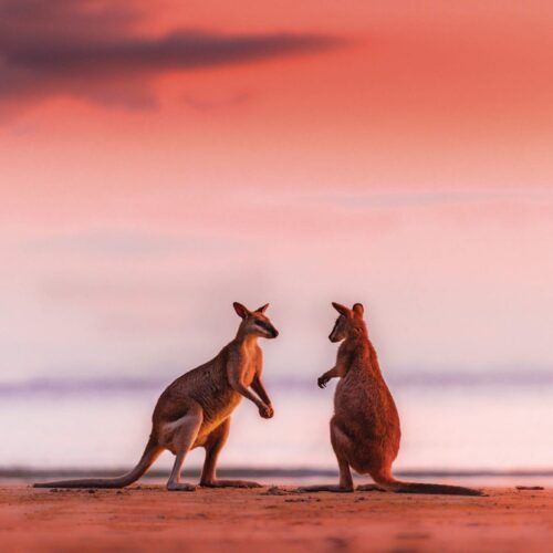 Wallabies-at-Sunrise-Cape-Hillsborough