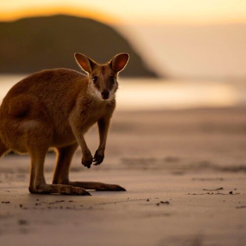 Wallaby-up-close-at-Cape-Hillsborough
